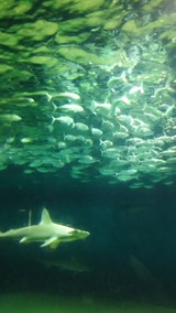 image%3A2671