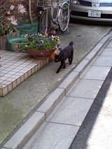 谷中銀座の混みっぷり2 猫一匹しかいない