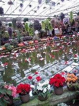 花鳥園⑤
