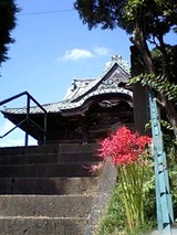 彼岸花
