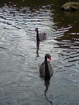 花鳥園⑨