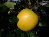 DSCF6849