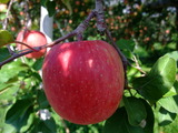 DSCF6844