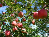 DSCF6847
