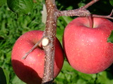 DSCF6846