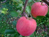DSCF6812