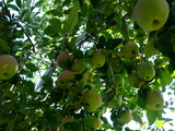 DSCF6765