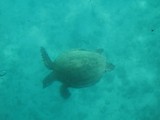 ウミガメ