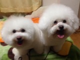 tonochaohohcha
