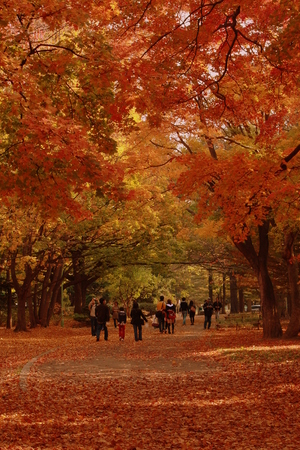 maruyama
