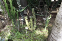 サボテンたち
