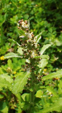 IMGP0452