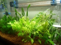 aquaplants