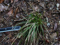 Carex sp.
