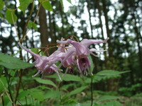 DSC00650