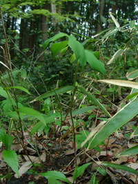 DSC00632