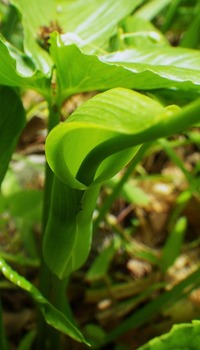 IMGP0418