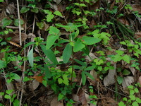 DSC00633