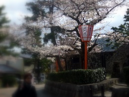 Komadori-Shimai 155