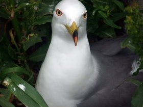 �⤦���äƤ�