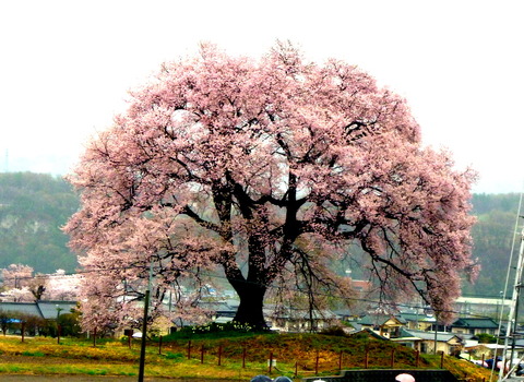 P1000611