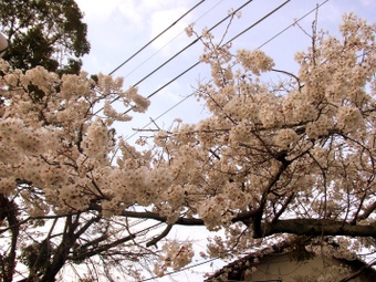 Komadori-Shimai 141