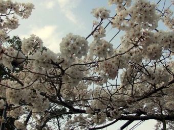 Komadori-Shimai 142