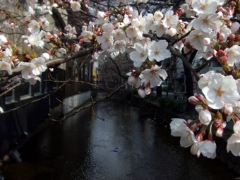 Komadori-Shimai 164