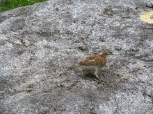 雷鳥チビ