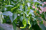 2d38c44e.jpg