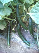 33e54687.jpg