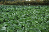 42b51f32.jpg