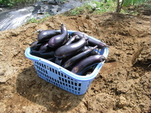 なす