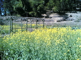 菜の花