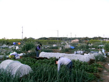 全景