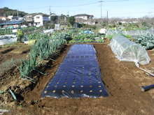 091115たまねぎ2