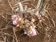 101120ヤーコンの種芋