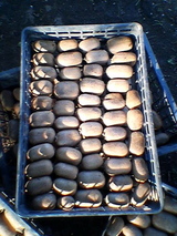 b6e869d7.jpg
