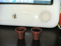 種を植えたところ