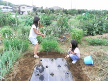 種まき