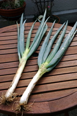 e4959070.jpg