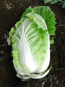 白菜