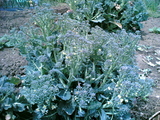 fa814cc8.jpg