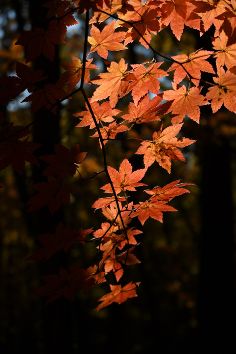 DSC_0591_054