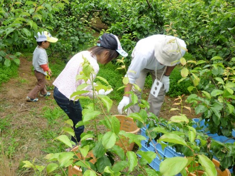 梅5月26日月見里ファミリー