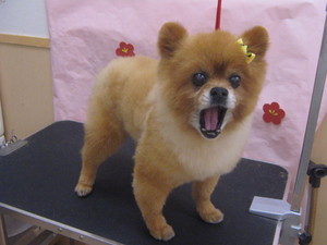 阿部チャッティーちゃん