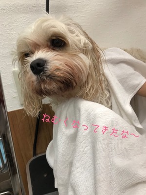 ¼Ì¿¿£´