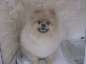 高西リンちゃん