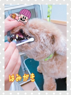 ÂçÂ쥷¥â¥ó¤