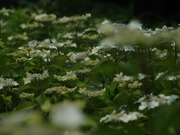 DSC02506